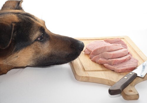 What is the BARF diet for dogs?