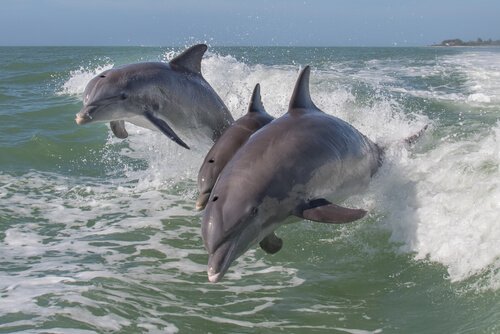 Bottlenose Dolphin: feeding 