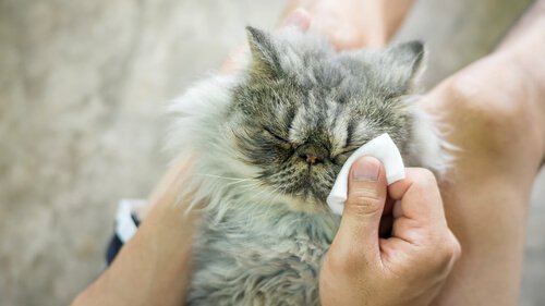  Eye cat hygiene 