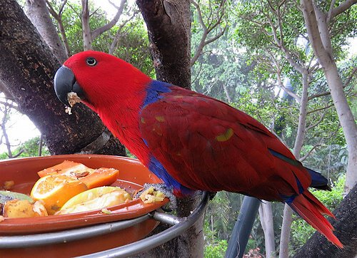  Homemade food for your parrot 