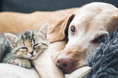 Coexistence with older dogs and cats