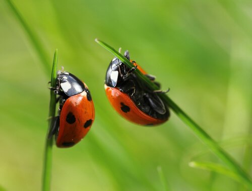 Ladybugs 
