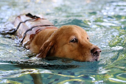 Aquatic hazards for dogs 