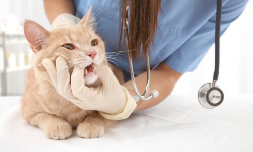 Feline asthma: symptoms