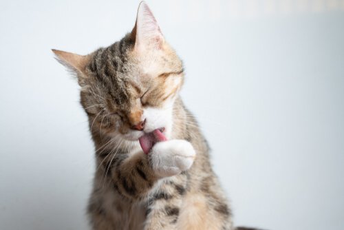 Infections feline urinary tract: symptoms 