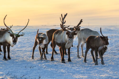 Curious facts about reindeer